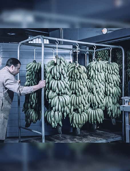 Kontrollü Yetiştirme ve Olgunlaştırma Odaları
