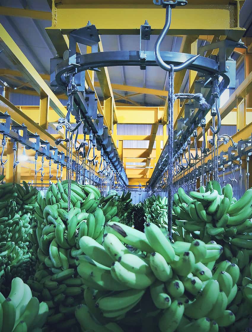 Kontrollü Yetiştirme ve Olgunlaştırma Odaları